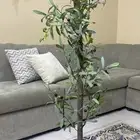شجرة الزيتون للزينة
