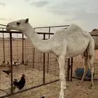 بكار