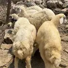طليان ذبايح فل شحم ماشالله