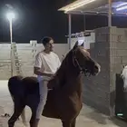 حصان سوري بيور واهو