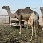 خلفه للبيع