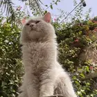 قطط ذكر لتبني