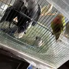 طيور روز اليفه جمله 200 تفريد 150