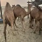 قعدان بلدي سواحل طيبه ( تم البيع )