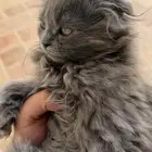 للبيع 3 قطاوة سكوتش   عمر شهرين ونص