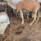 لقحه وضحا