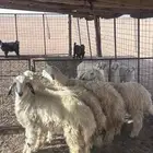 للبيع خمس خرفان عمر من 5 الى7 اشهر