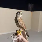 شبوط او باشق او عوسق