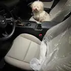 كلب للتبني الي يبغاه يتواصل