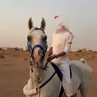 خيل شعبي