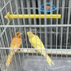 كناري للبيع