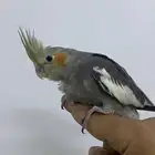 ببغاء كروان اليف مره نهايه غر