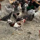دجاج بلدي (( تم البيع ))