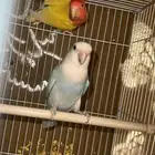 جوز روز للبيع