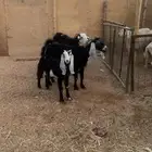 معزا