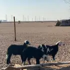 طليان