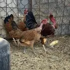 فروخ عاري الرقبه جروم كبار