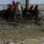 الديوك