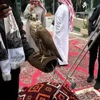 صقور للايجار والايفنتات والاحتفالات