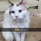 بسه شيرازيه للبيع