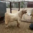تيس للبيع