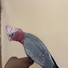 كوكاتو قالا