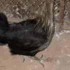 دجاج بلدي