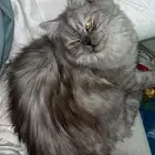 قط شيرازي بيور