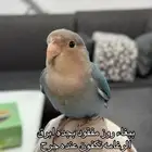 بلغاء روز طير عصفور مفقود