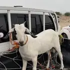 تيس بيشي ( تم البيييع )