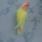 روز أليف