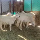 اذكر الله