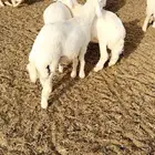 طليان حرري مربوططط