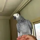 ببغاء كاسكو افريقي