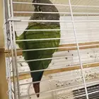 كنيور جرين شيكد مفطوم نشبة