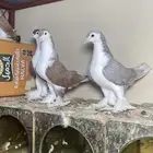 حمام شيرازي فاخر