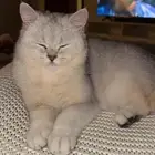 قطة سكوتش ستريت مستوى عالي