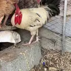 ديك للبيع