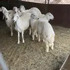 خرفان للبيع العدد 7