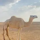 ضروبه البيع