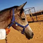 للبيع مهر