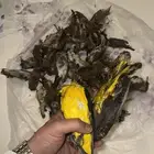 للبيع صفار و د خ ل