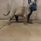 كلاب مالينو