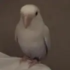 عصفور روز للبيع