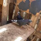 حمام قلابي