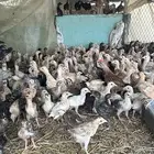 صوص بلدي