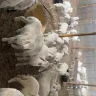 بهم تربيه نظيف