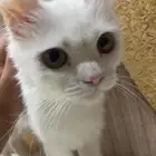 قطه للتبني