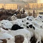 طليان سواكن بيض دمازين شبيه الحري