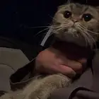 قطوة سكوتش فولد للبيع سمح